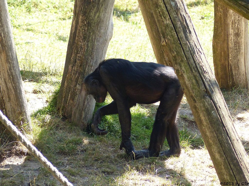 Bonobo