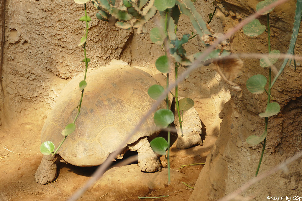 Spornschildkröte