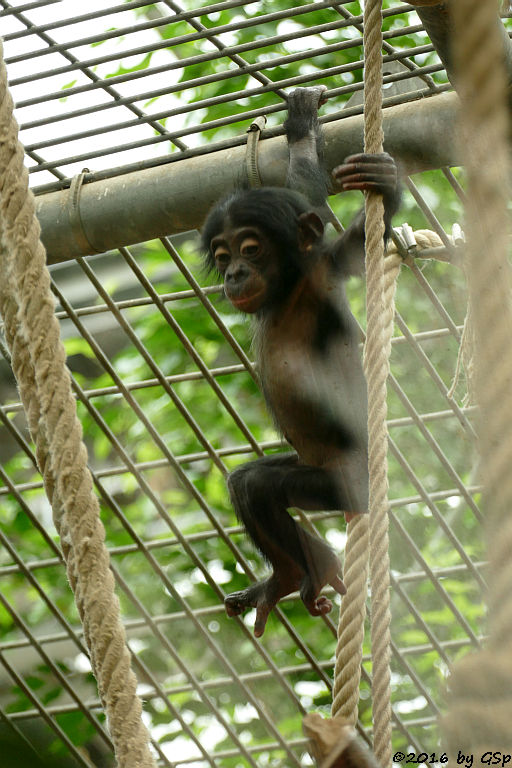 Bonobo BINA, geb. am 3.4.15 (1 Jahr alt)