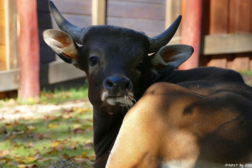 Java-Banteng