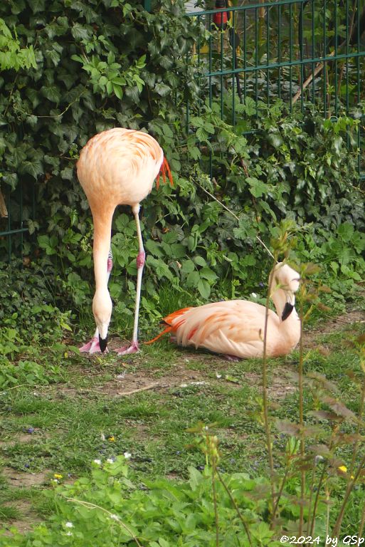 Zoo Halle: Chileflamingo (Chilenischer Flamingo)
