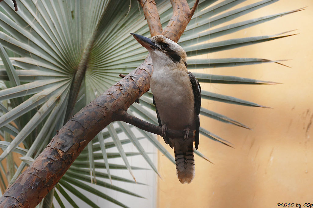 Jägerliest (Kookaburra)