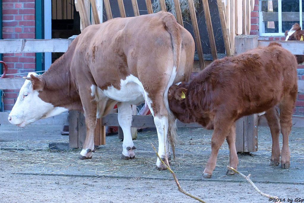 Schwarzbuntes Niederungsrind