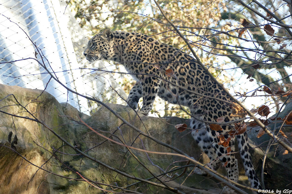 Nordpersischer Leopard (Afghanischer Leopard)