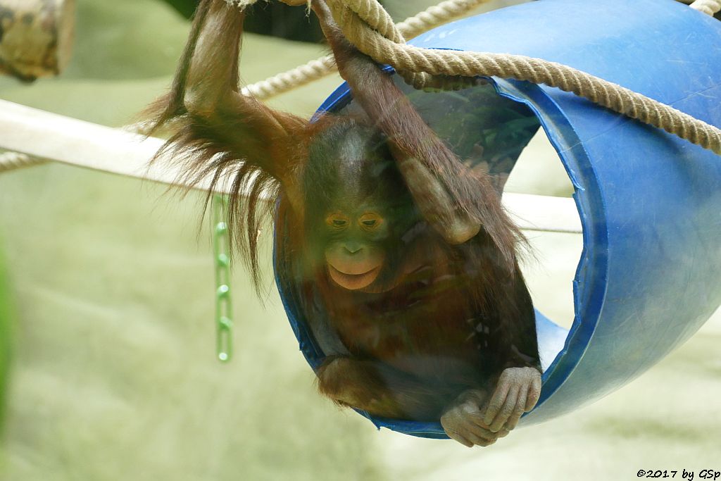 Borneo-Orang-Utan