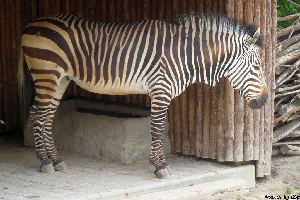 Zoo Halle: Hartmann-Bergzebra