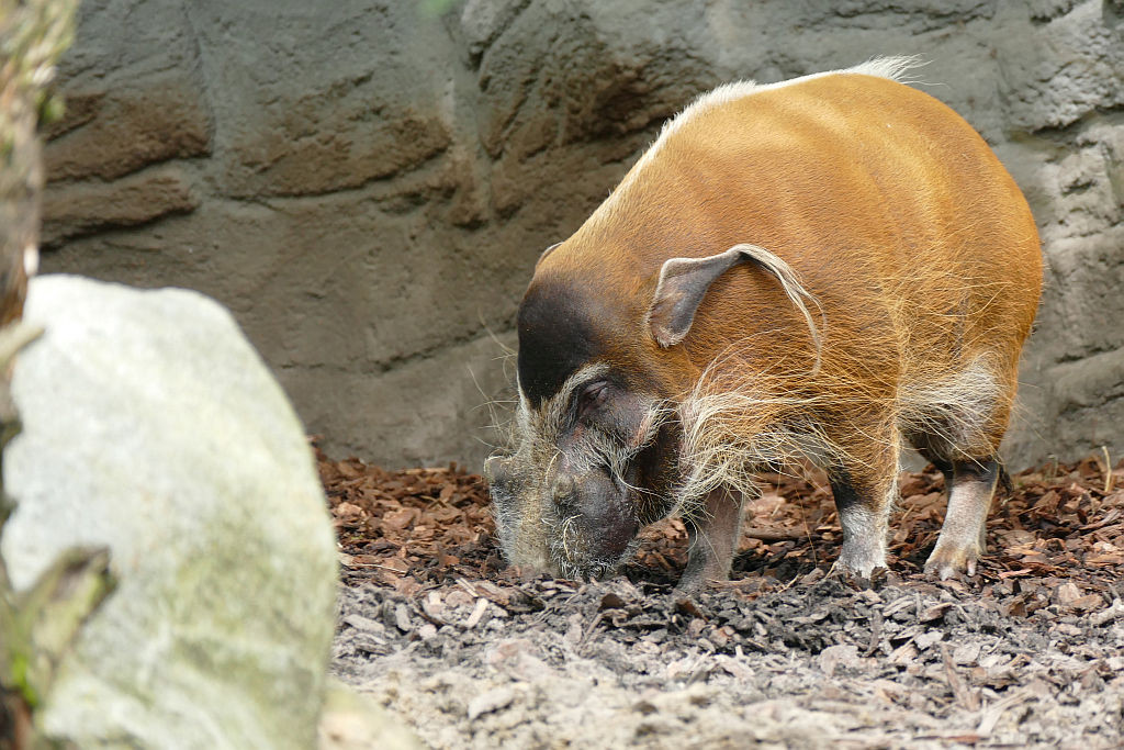 Pinselohrschwein