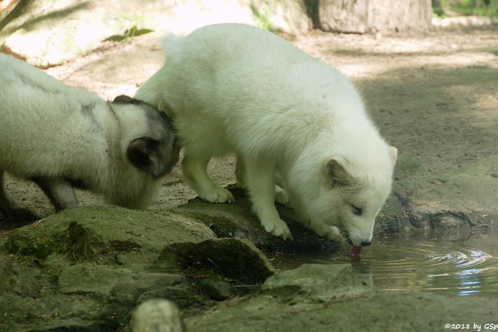 Polarfuchs (Eisfuchs)