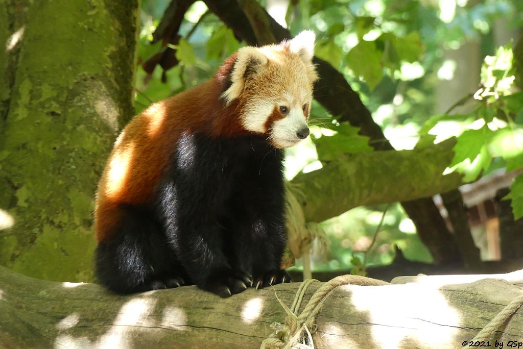 Westlicher Kleiner Panda (Westlicher Katzenbär, Nepalesischer Roter Panda)