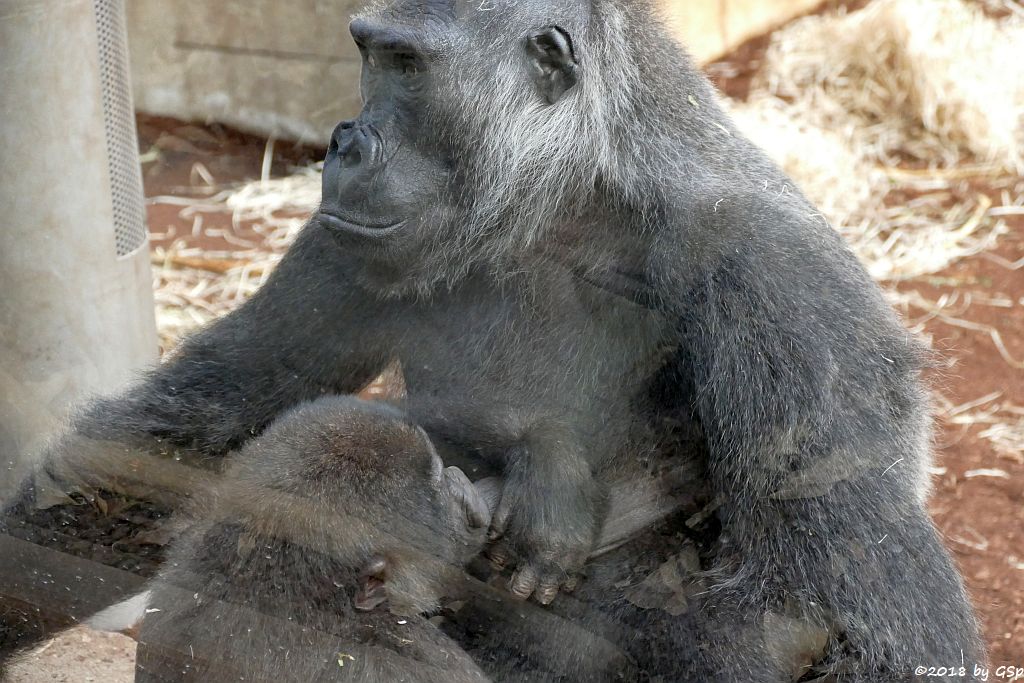 Flachlandgorilla