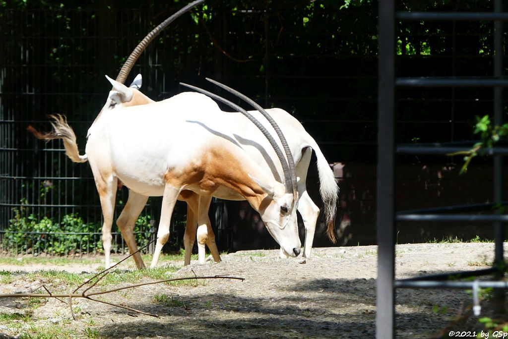 Säbelantilope