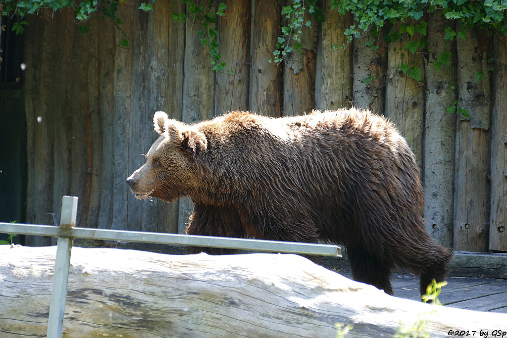 Europäischer Braunbär