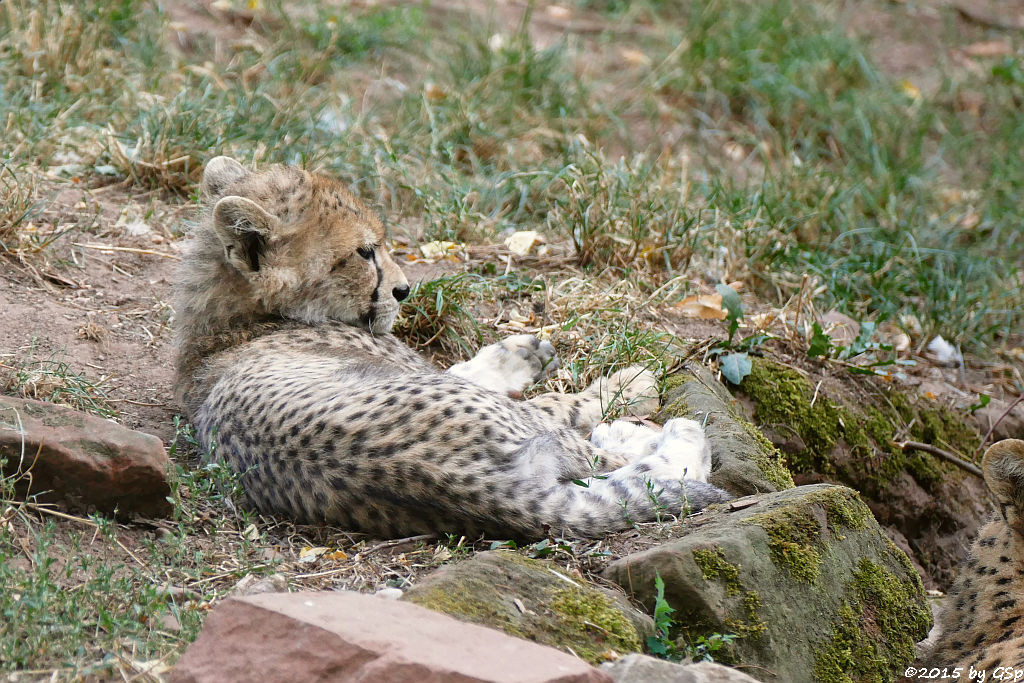 Nordöstlicher (Sudan-) Gepard, Jungtiere geb. am 9.5.15