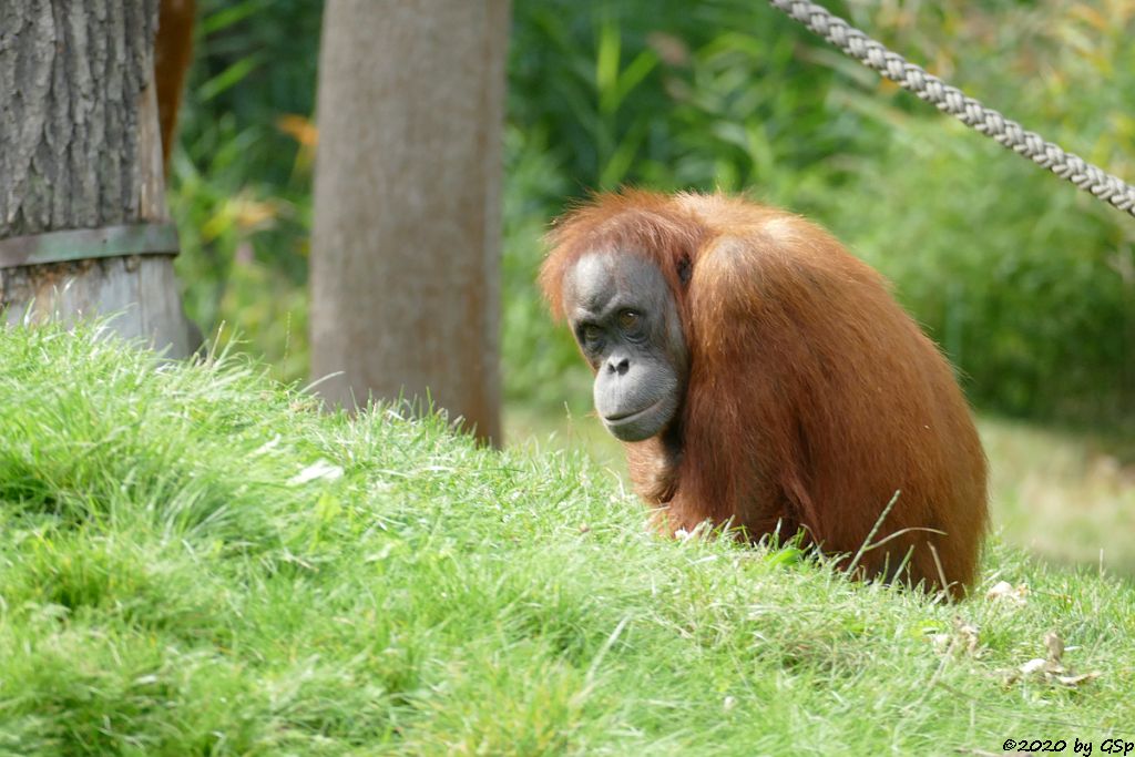 Sumatra-Orang-Utan