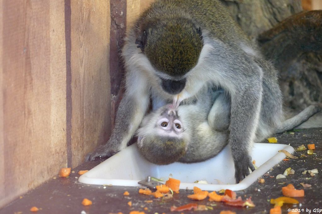 Grüne Meerkatze