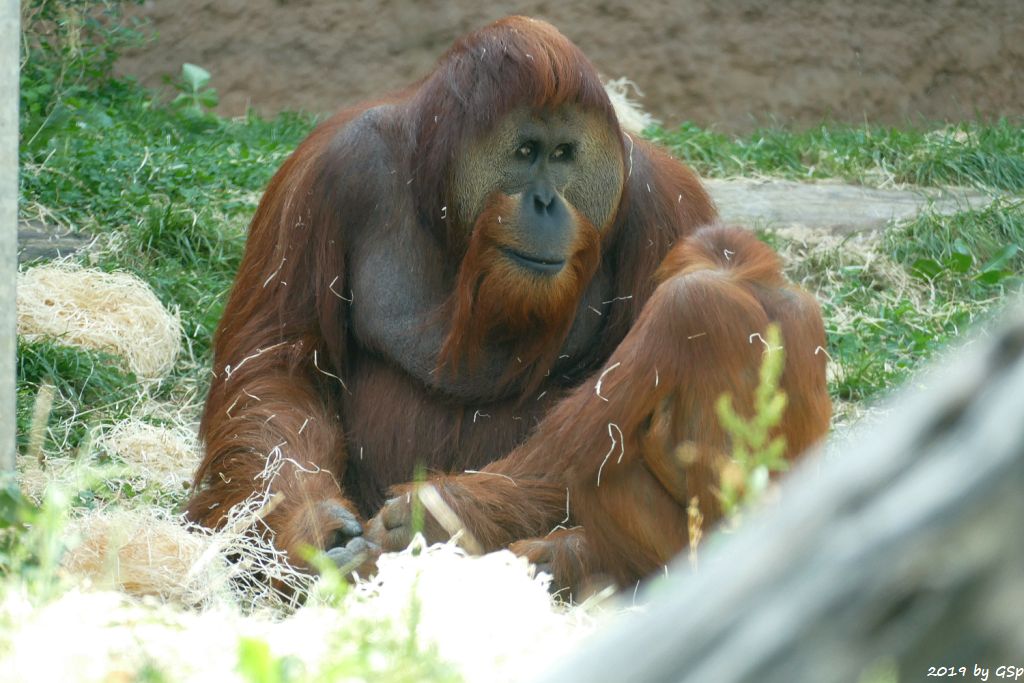 Sumatra-Orang-Utan KEMBALI und SAYANG