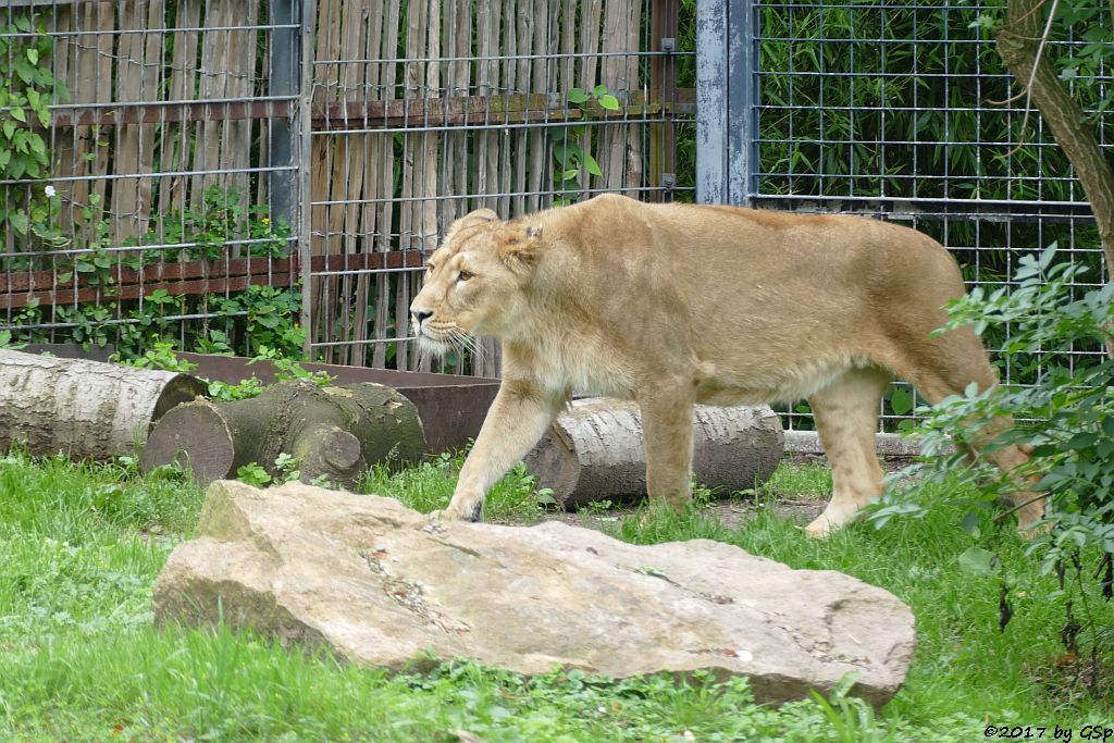 Asiatischer Löwe