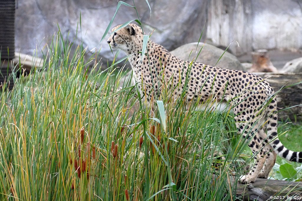 Südafrikanischer Gepard