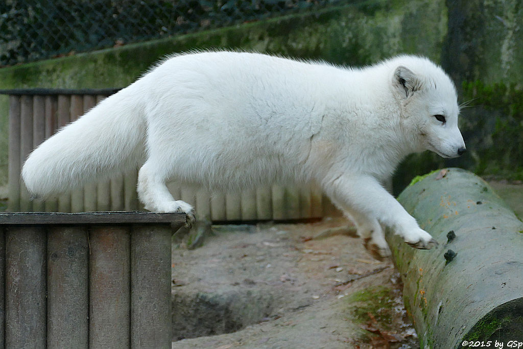 Polarfuchs