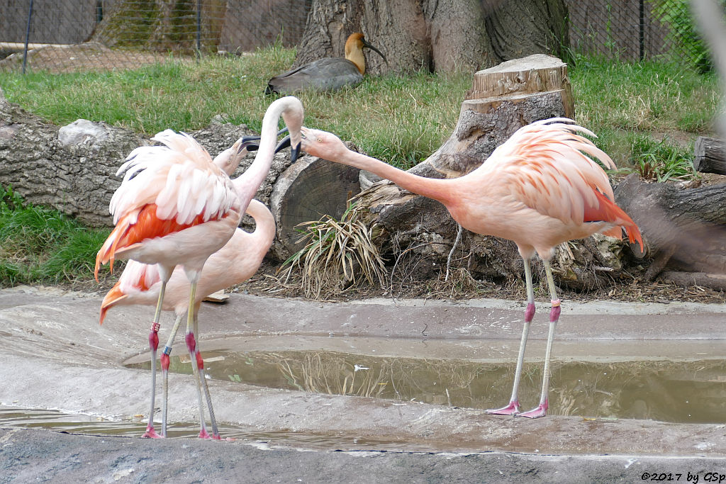 Chileflamingo (Chilenischer Flamingo), Schwarzzügelibis (Brillenibis)
