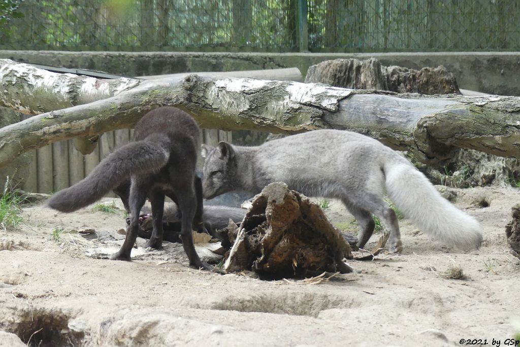 Polarfuchs (Eisfuchs, Blaufuchs)