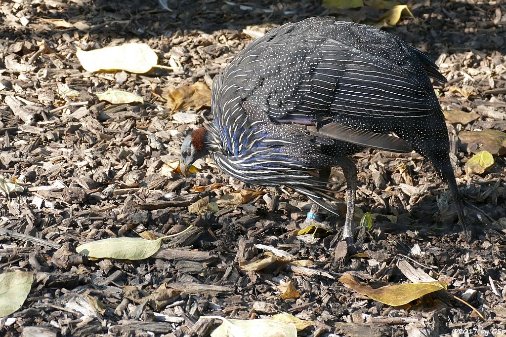 Geierperlhuhn