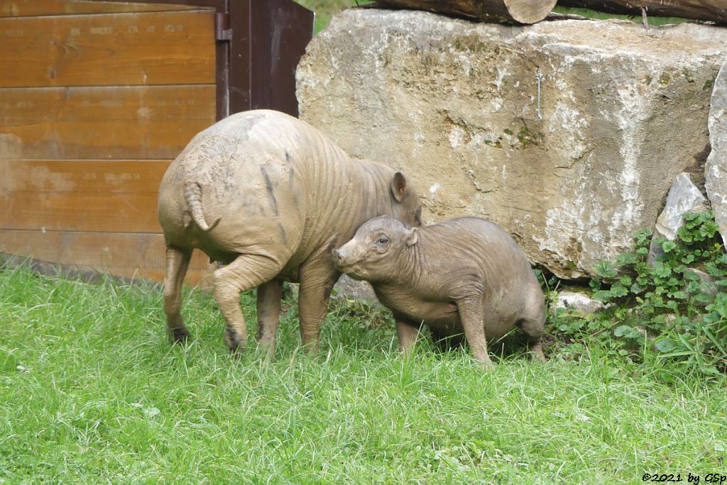 Sulawesi-Hirscheber (Celebes-Hirscheber, Sulawesi-Babyrusa)