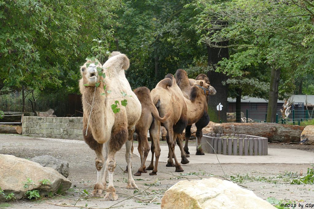 Trampeltier (Zweihöckriges Kamel, Hauskamel)