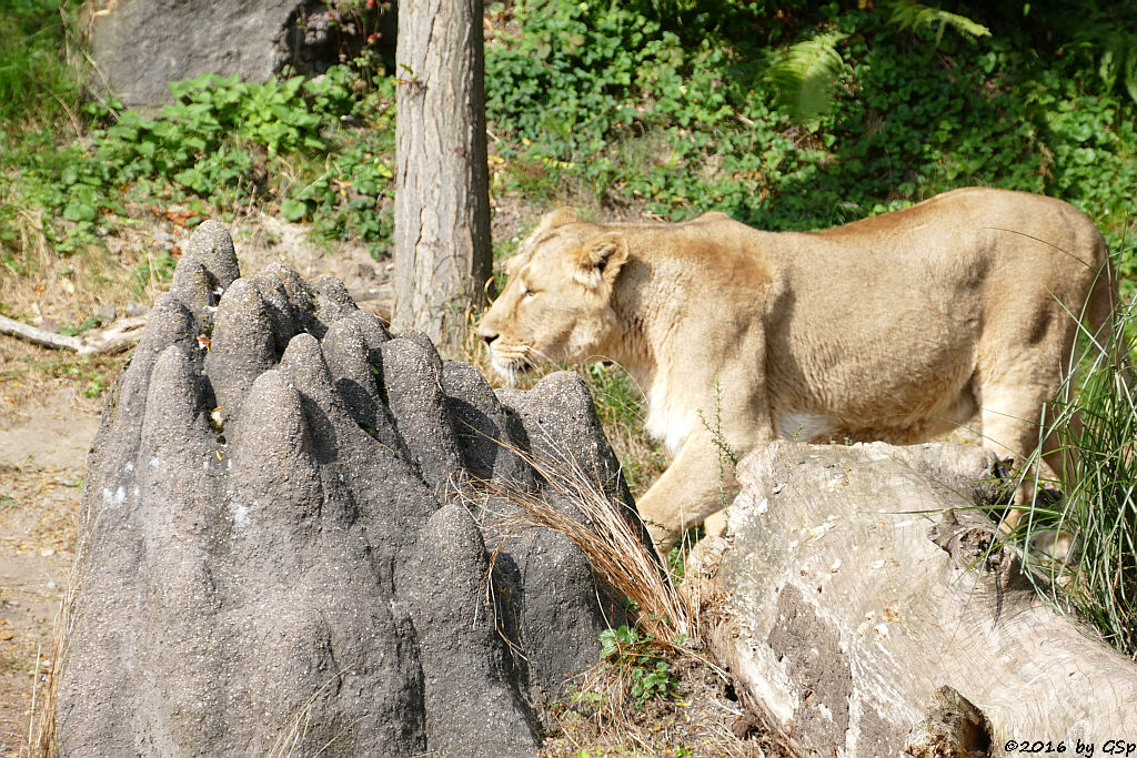 Asiatischer Löwe (Indischer Löwe)