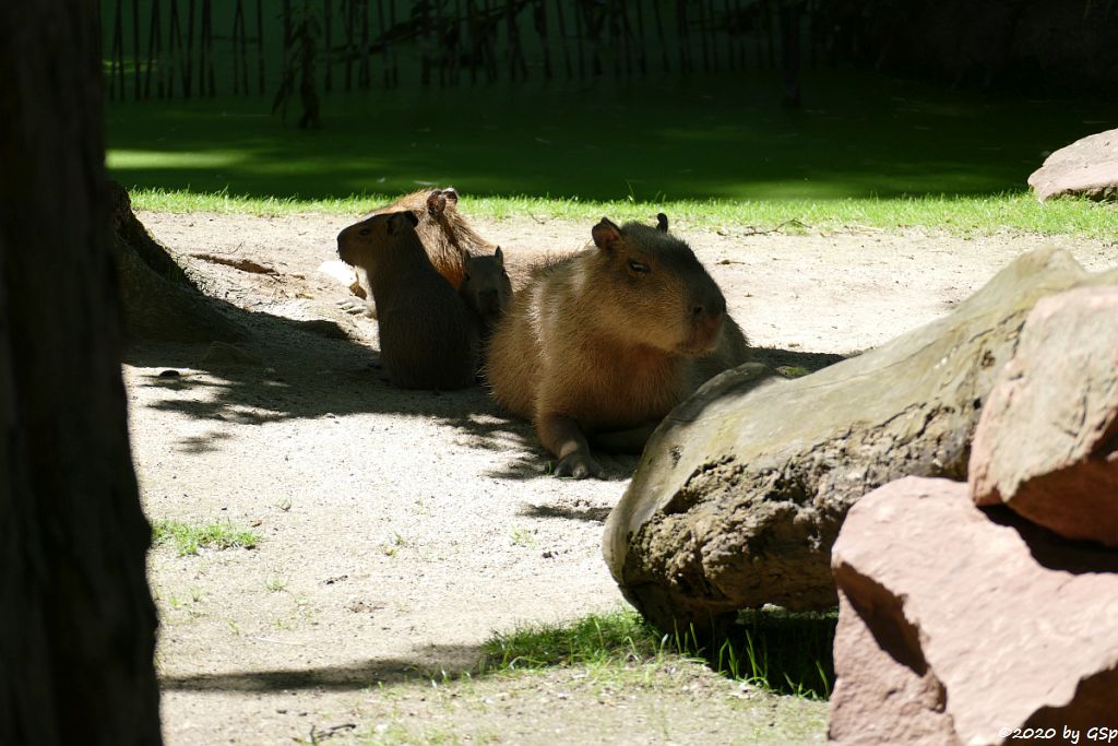 Wasserschwein (Capybara)