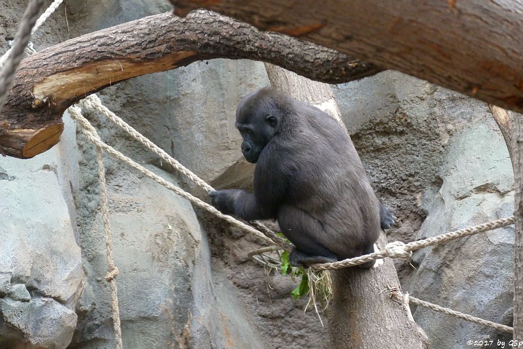 Flachlandgorilla SAWA