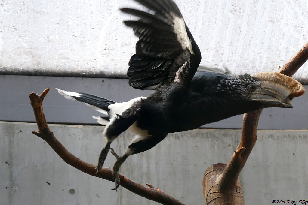 Silberwangen-Hornvogel