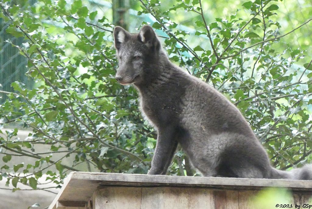 Polarfuchs (Eisfuchs, Blaufuchs)