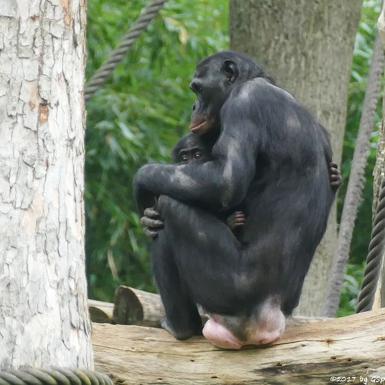 Bonobo LEXI mit Ziehkind AMIRA