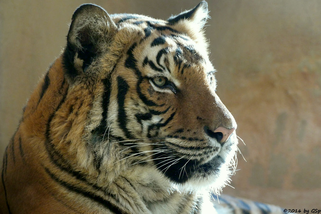 Malaiischer Tiger (Malaysischer Tiger)