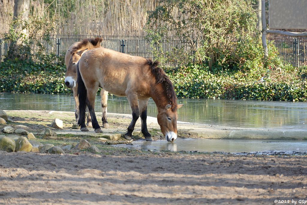 Przewalskipferd (Przewalski-Urwildpferd, Asiatisches Wildpferd)