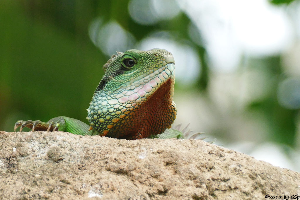 Grüne Wasseragame (Cochinchina-Wasseragame, Indochina-Wasseragame)