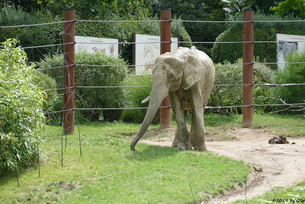 Afrikanischer Elefant ARUBA