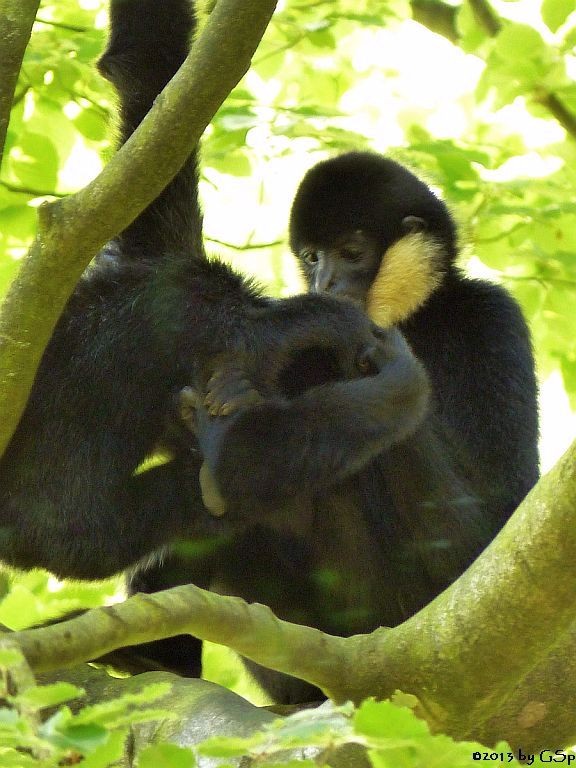 Nördlicher Weißwangengibbon