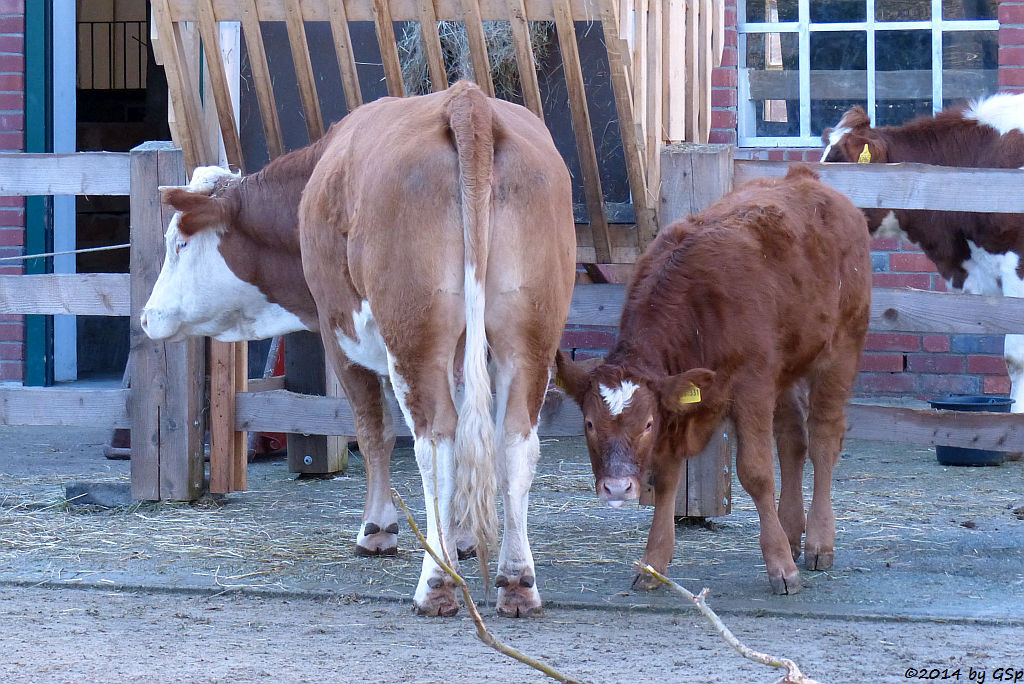 Schwarzbuntes Niederungsrind