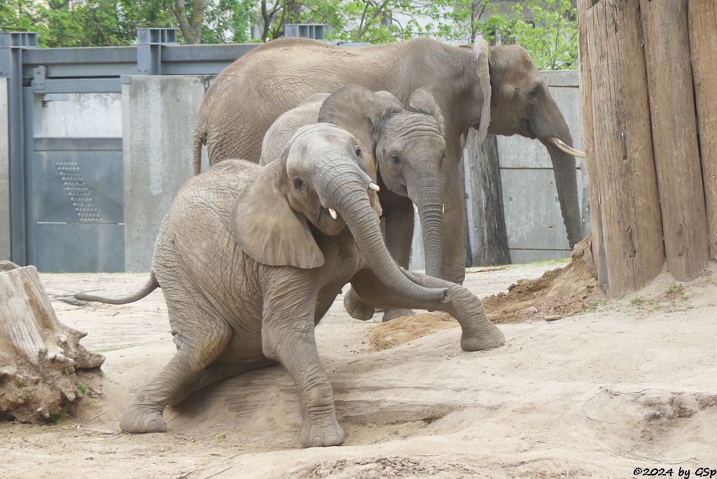 Elefanten Zoo Halle: TAMIKA, ELANI, TANA