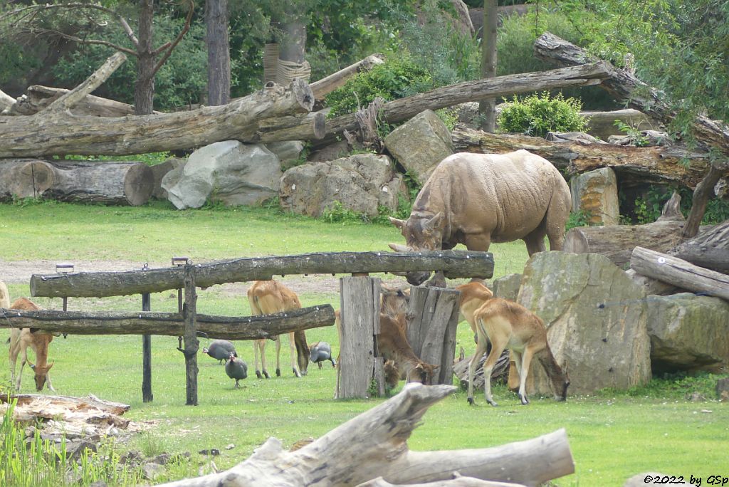 Helmperlhuhn, Weißnacken-Moorantilope (Mrs. Grays Wasserbock), Ostafrikanisches Spitzmaulnashorn (Östliches Spitzmaulnashorn)