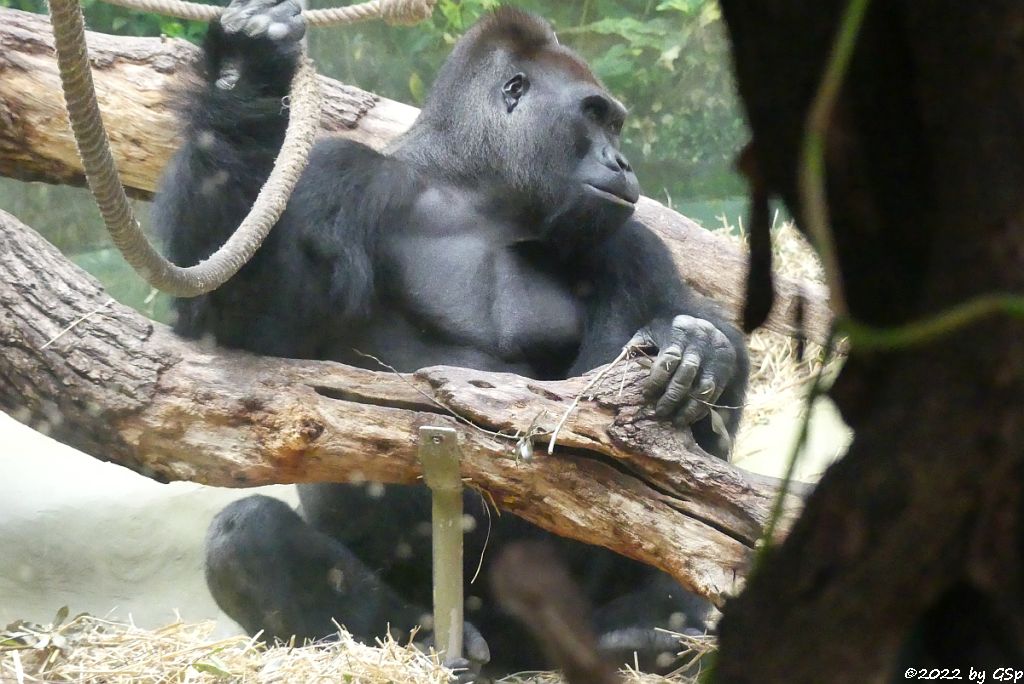Westlicher Flachlandgorilla (Westlicher Gorilla)