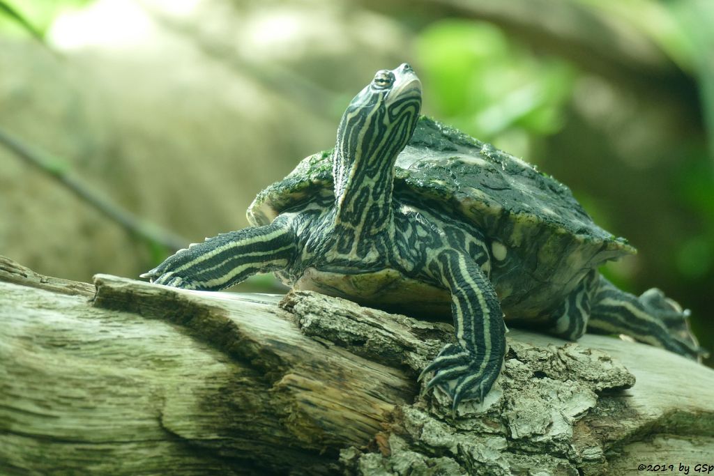 Sägerücken-Schildkröte (Schwarzkopf-Höckerschildkröte)