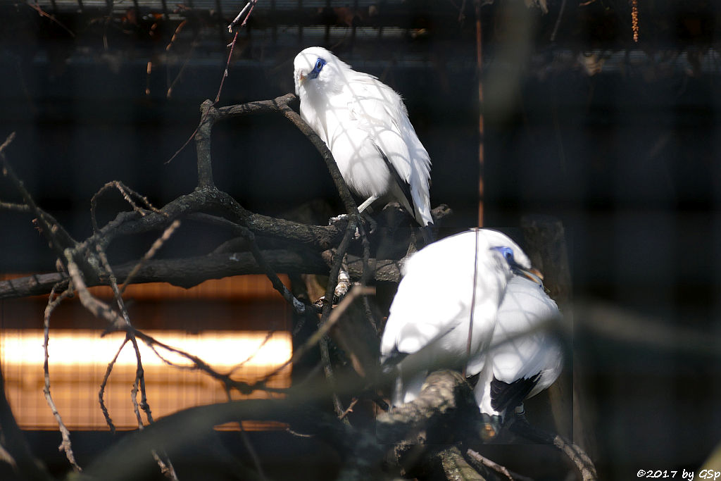 Balistar (Rothschild-Maina, Bali-Mynah)