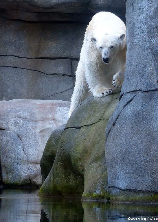 Eisbär