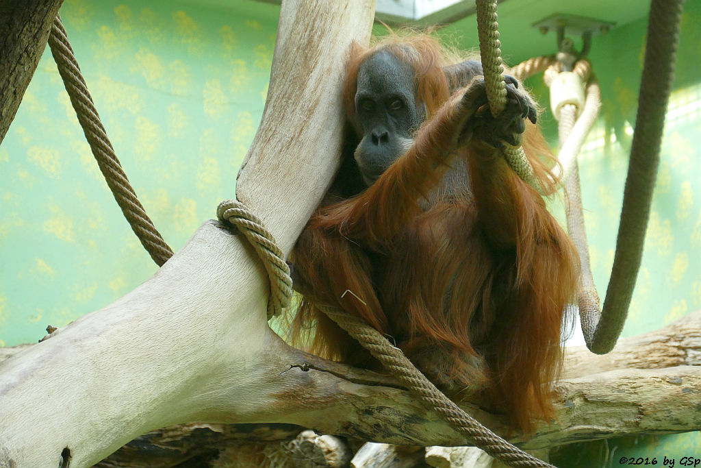 Sumatra-Orang-Utan