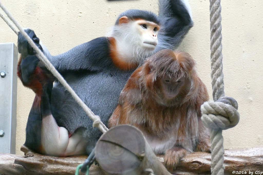 Rotschenkliger KLeideraffe, Schwarzer Haubenlangur (Javanischer Kappenlangur, Budeng)