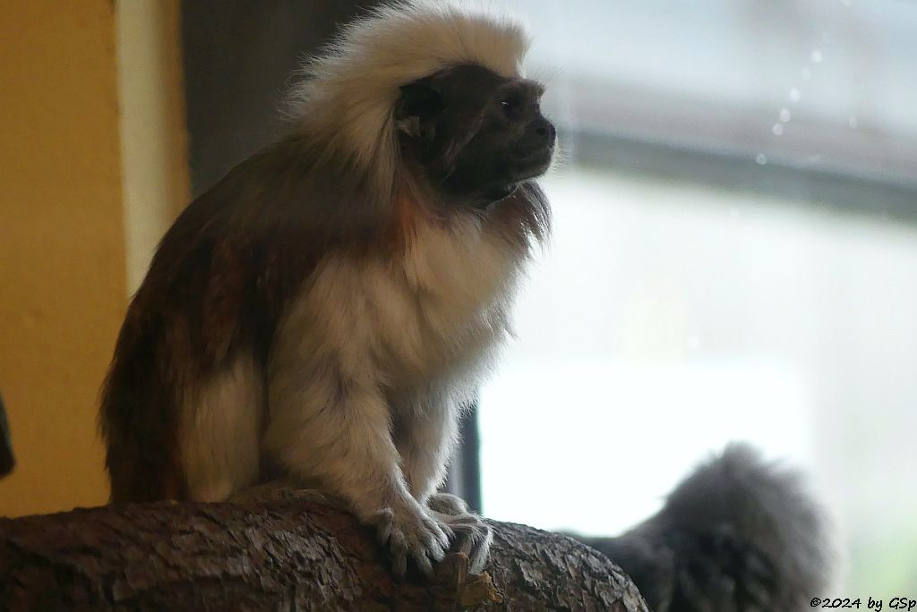 Zoo Halle: Lisztäffchen (Lisztaffe, Pinchéaffe)
