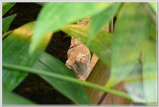 Madagaskar Plattschwanzgecko